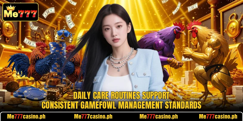 Daily care routines support consistent gamefowl management standards Daily care routines support consistent gamefowl management standards